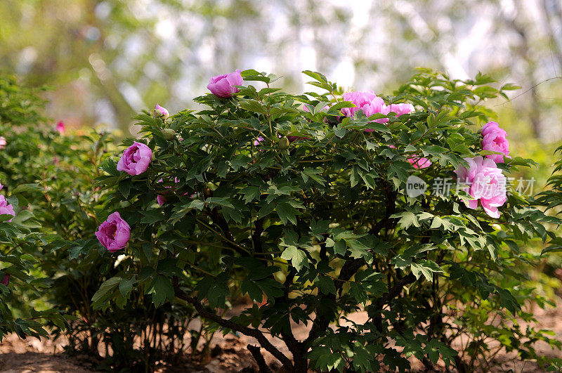 Paeonia suffruticosa